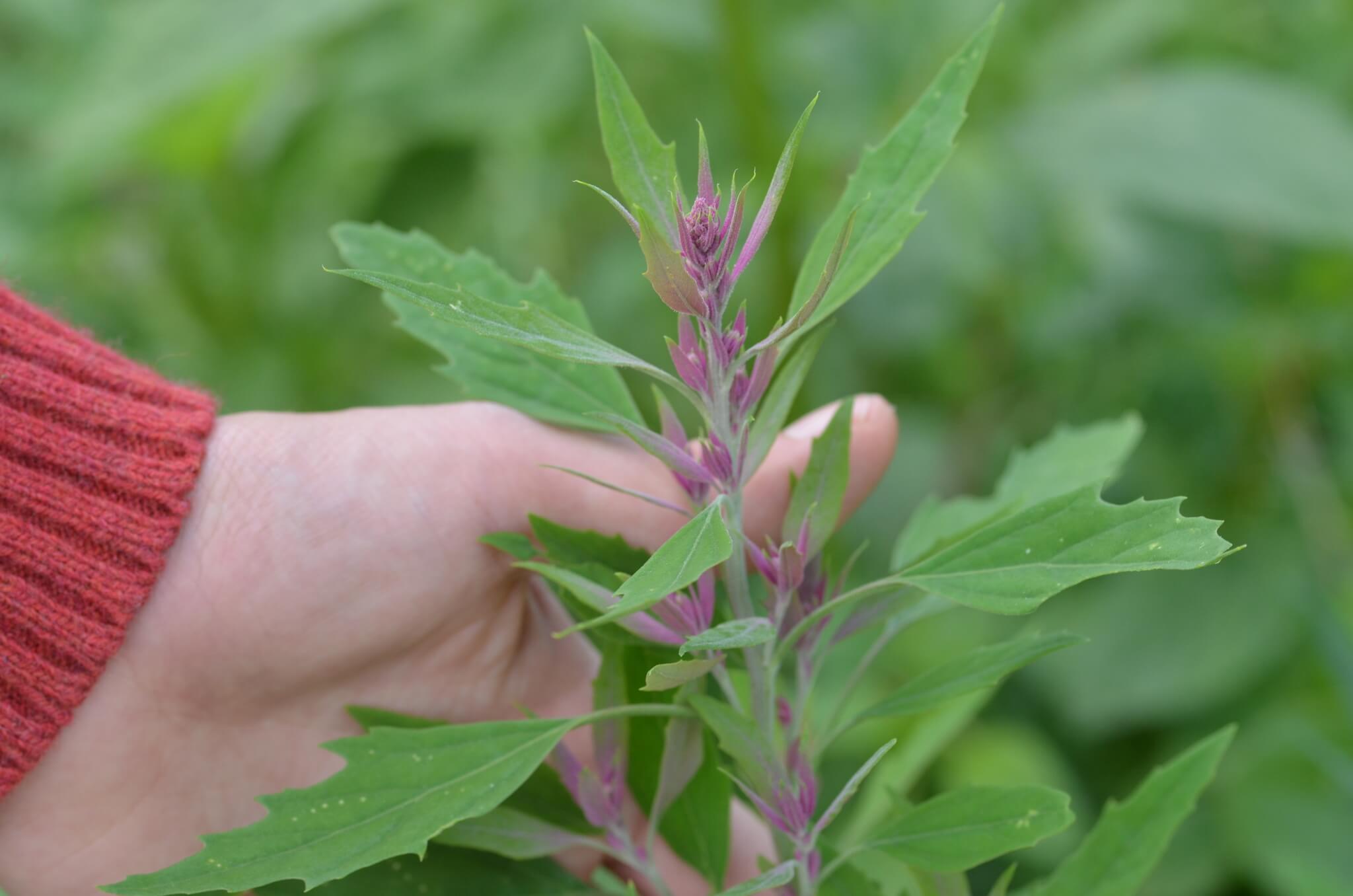 Chenopodium giganteum